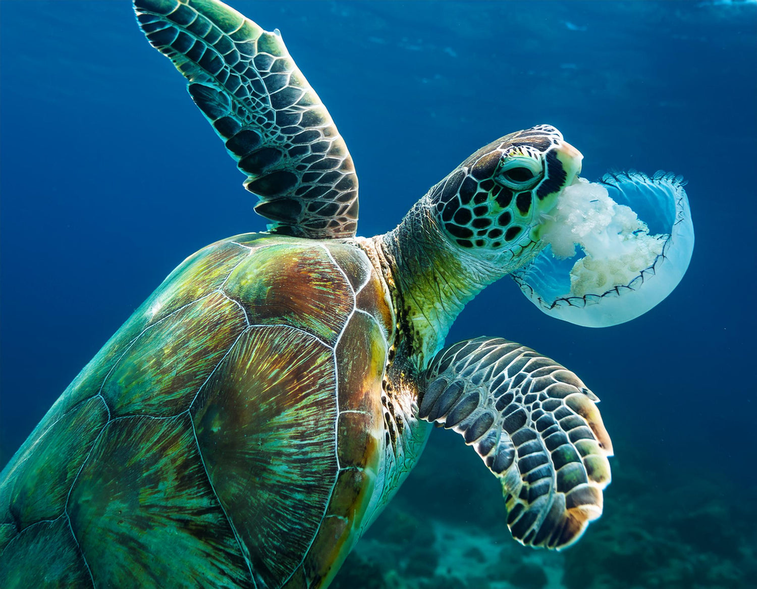 green_sea_turtle_eating_seafoam_green_jellyfish